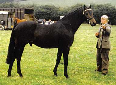 Llanarth Aristocat