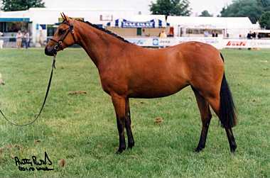 Longriver Nightingale